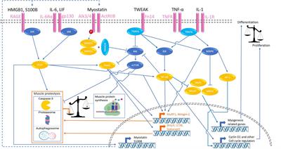 Inflammation and Skeletal Muscle Wasting During Cachexia